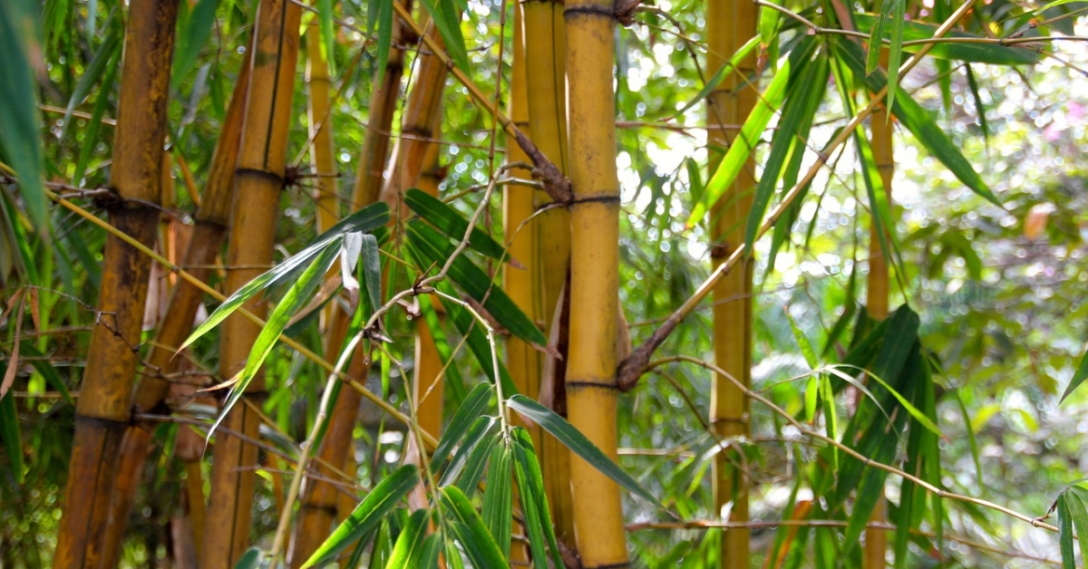 Bambus im Garten - Pflege, Arten und Tipps | Praskac Pflanzenland