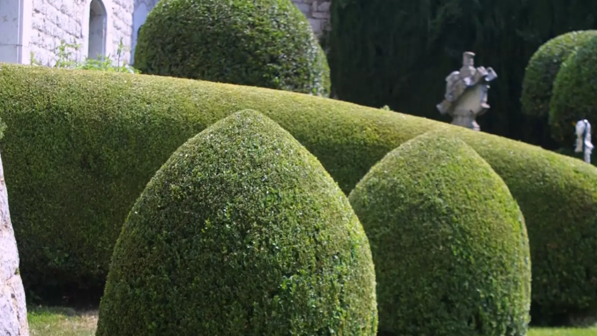 buy hedera Green Ivy (Hedera spp.) Plant  Buy Now!  Ladybird Nursery