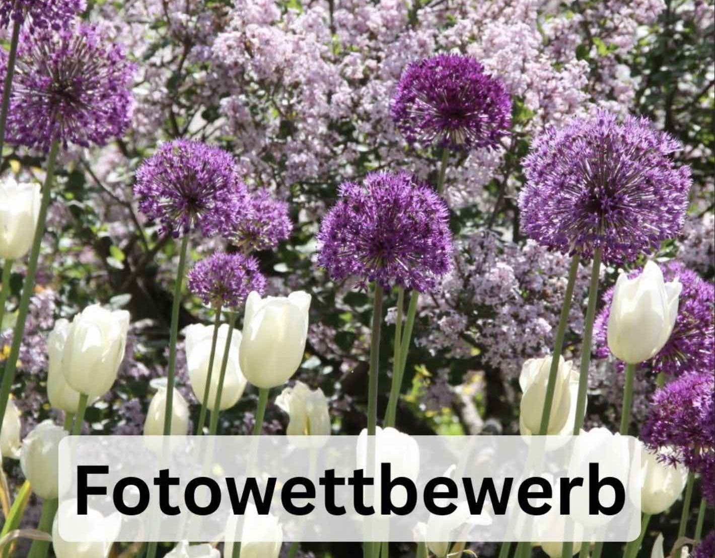 Fotowettbewerb 26 Frühling