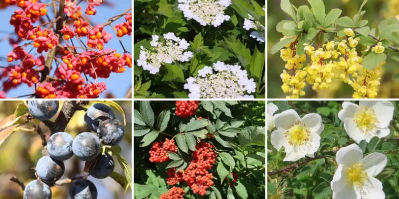 Regionale heimische Gehölze und Stauden
